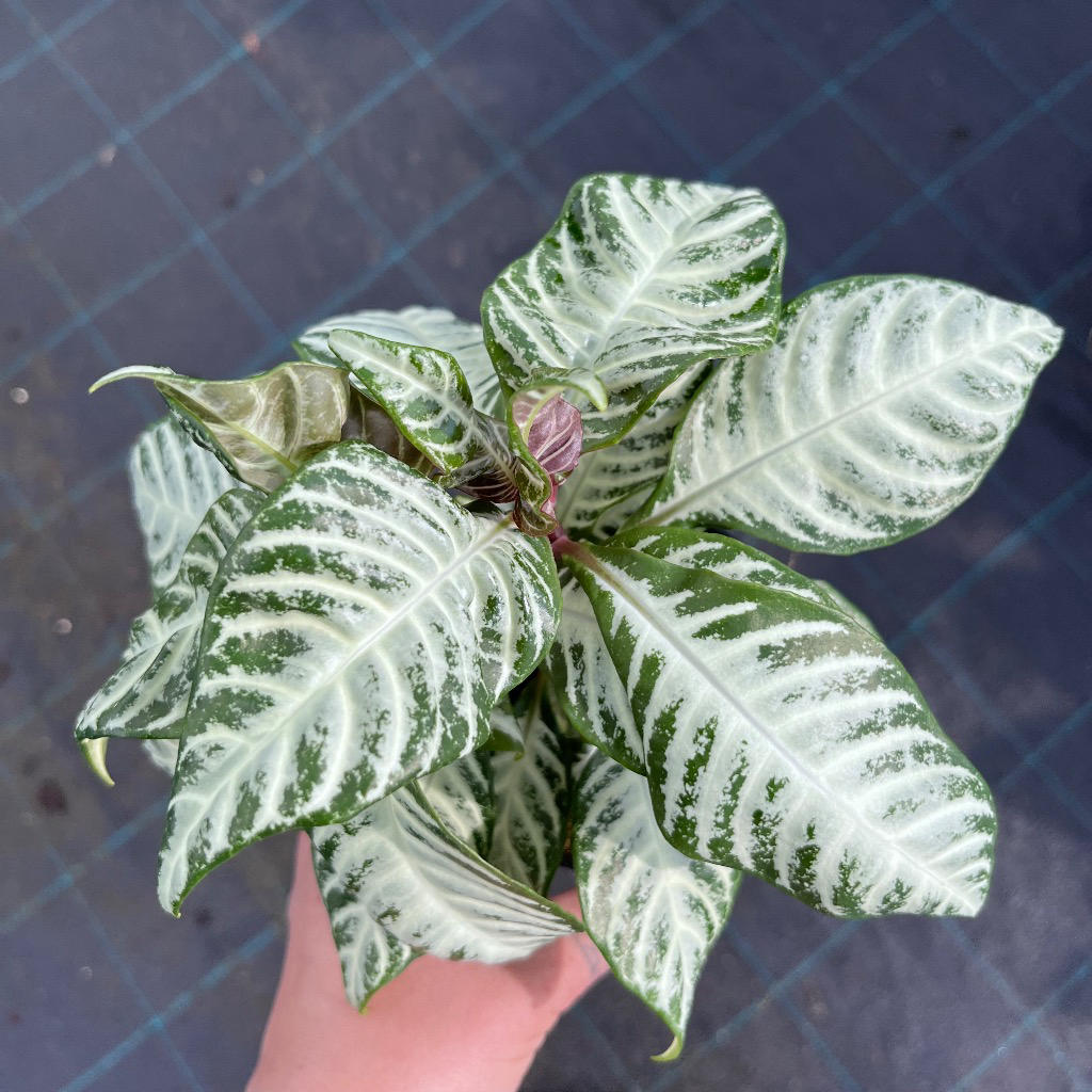 Aphelandra ‘White Wash’ (Zebra Plant Hybrid)