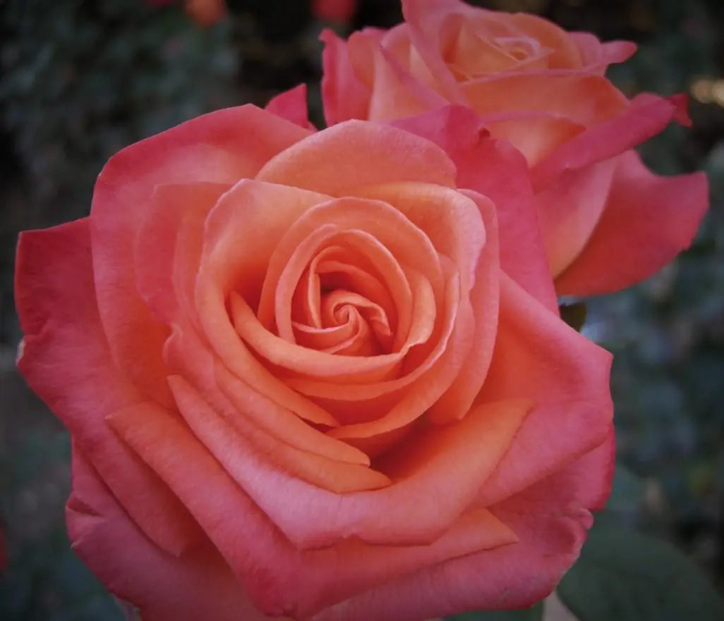Rosa ‘Remember Me’ (Remember Me Hybrid Tea Rose)
