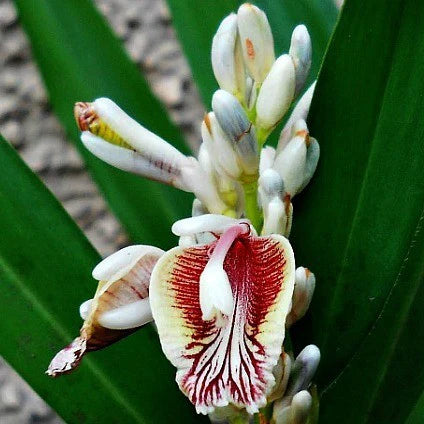 Alpinia galanga (Galangal / Thai Ginger)