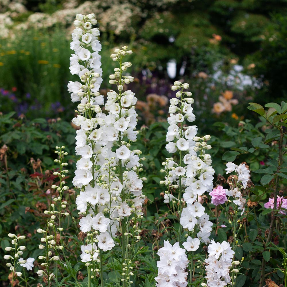 Delphinium grandiflorum 'Guardian White' (Guardian White Delphinium)