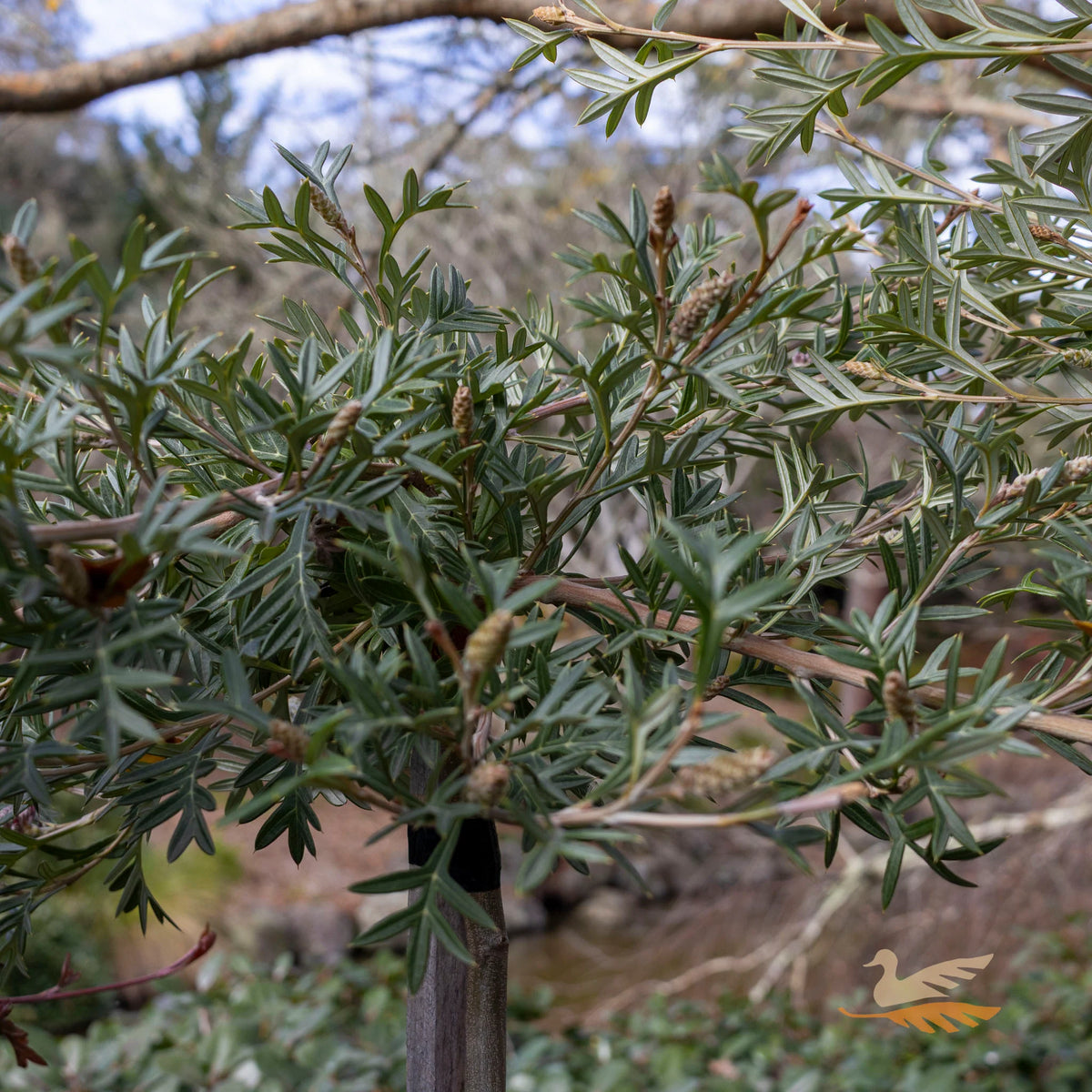 Grevillea ‘Wandin Wildfire’ (Wandin Wildfire Grevillea)