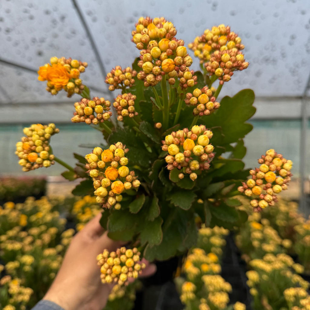 Kalanchoe ‘Calandiva Parton’ (Flowering Kalanchoe)