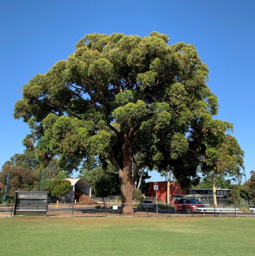 Eucalyptus Microcorys