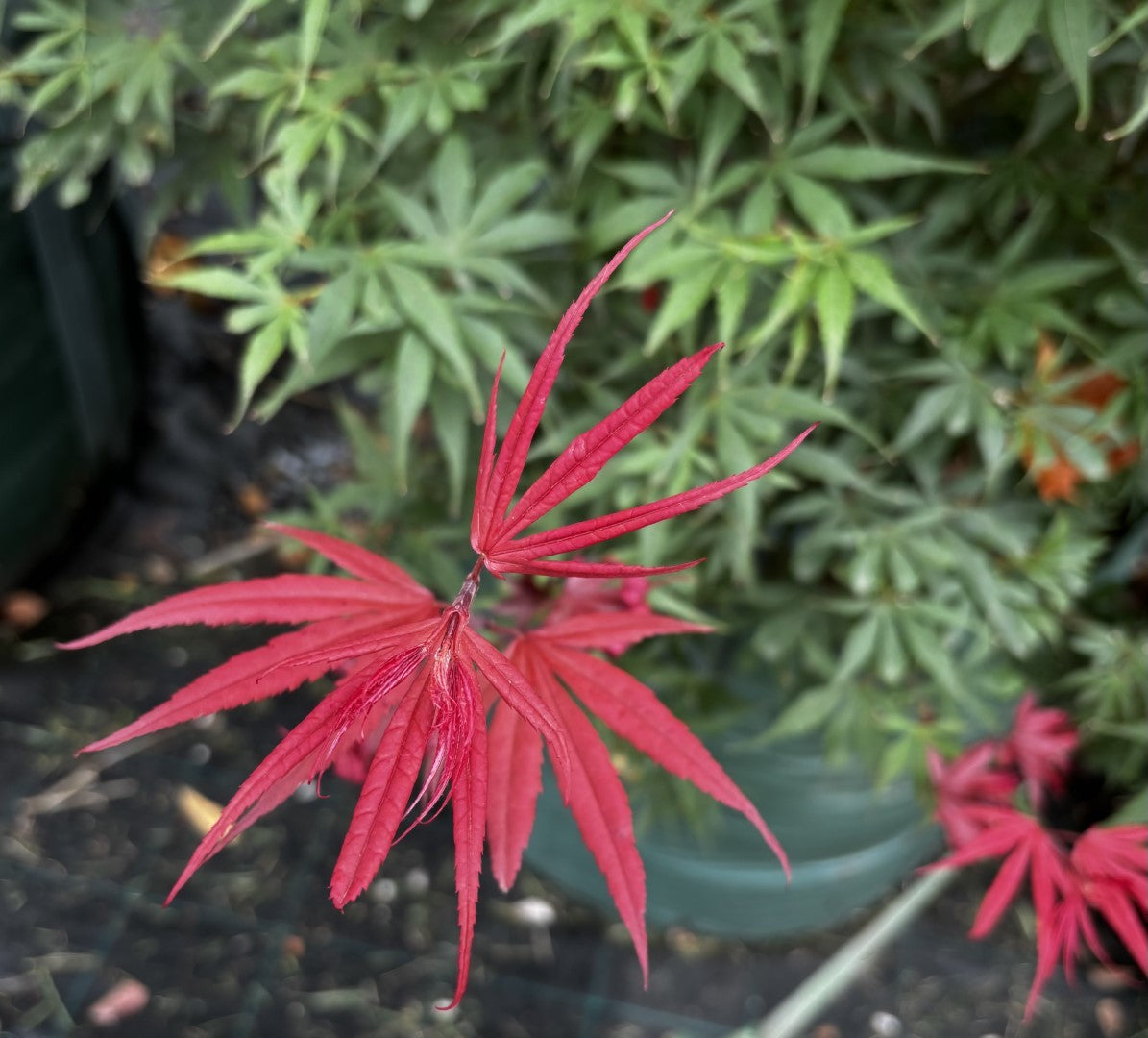 Acer Palmatum 'Shaina'