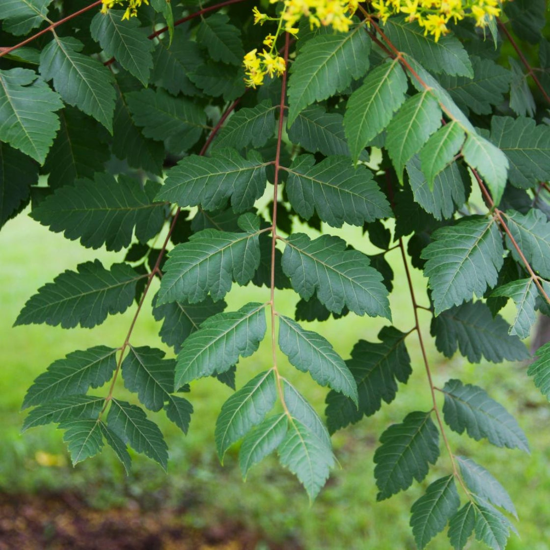 Golden Rain Tree – Ornamental Tree with Yellow Flowers – Nursery ...