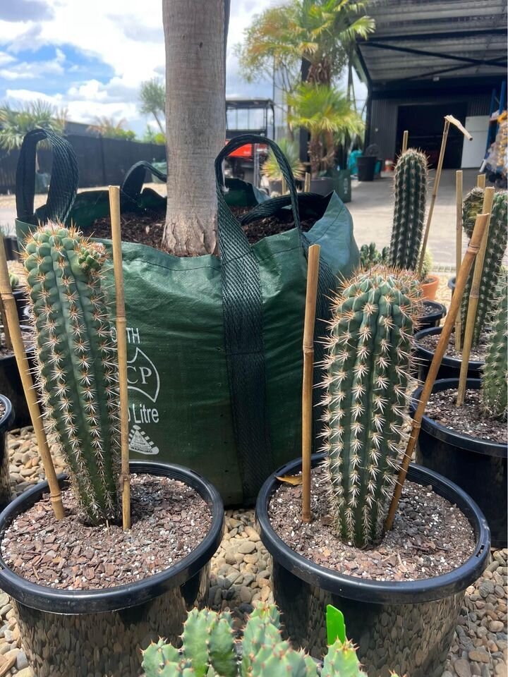 Pilosocereus Gounellei (Xique-Xique Cactus)