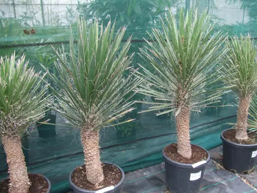 Yucca filifera (Evergreen Yucca Tree/Succulent)