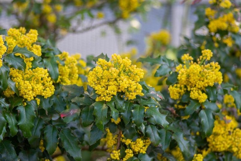 Mahonia aquifolium (Oregon Grape Holly)