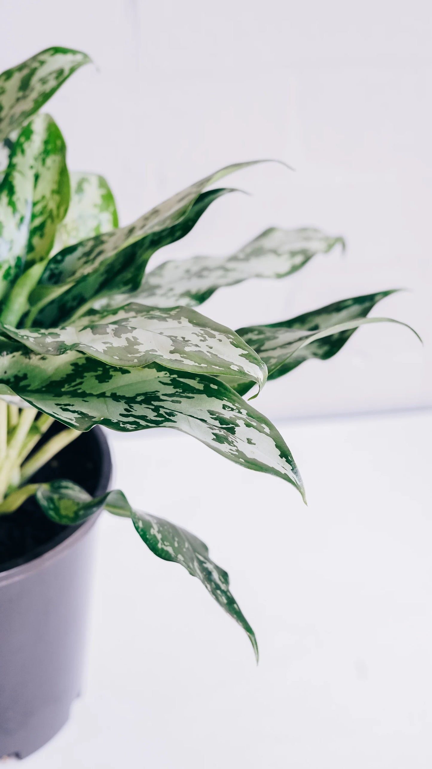 Aglaonema 'Emerald Beauty' (Chinese Evergreen)