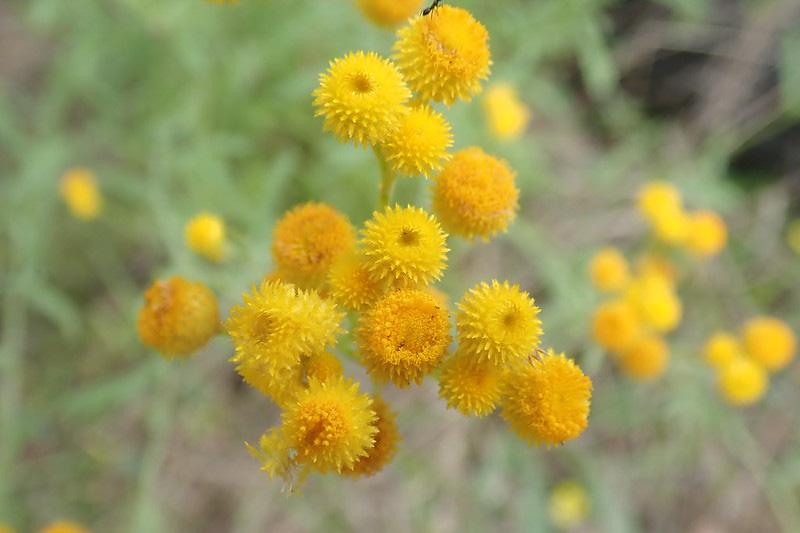 Chrysocephalum Apiculatum ‘CAP07’ Aussie Reflection™ (Aussie Reflection Yellow Buttons)