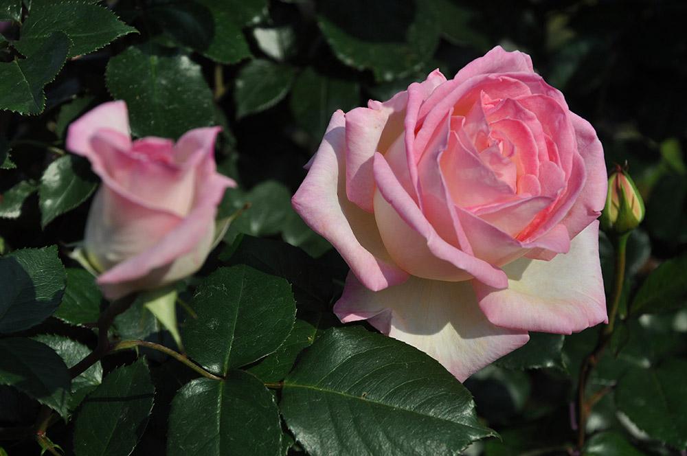 Rosa 'Princesse de Monaco' (Princesse de Monaco Hybrid Tea Rose)