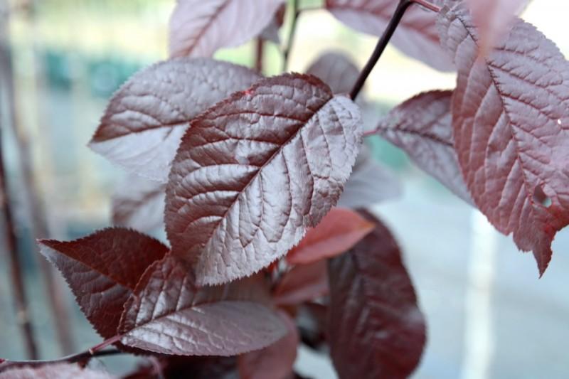 Prunus cerasifera ‘Nigra Fastigiata’ (Upright Purple Leaf Cherry Plum)