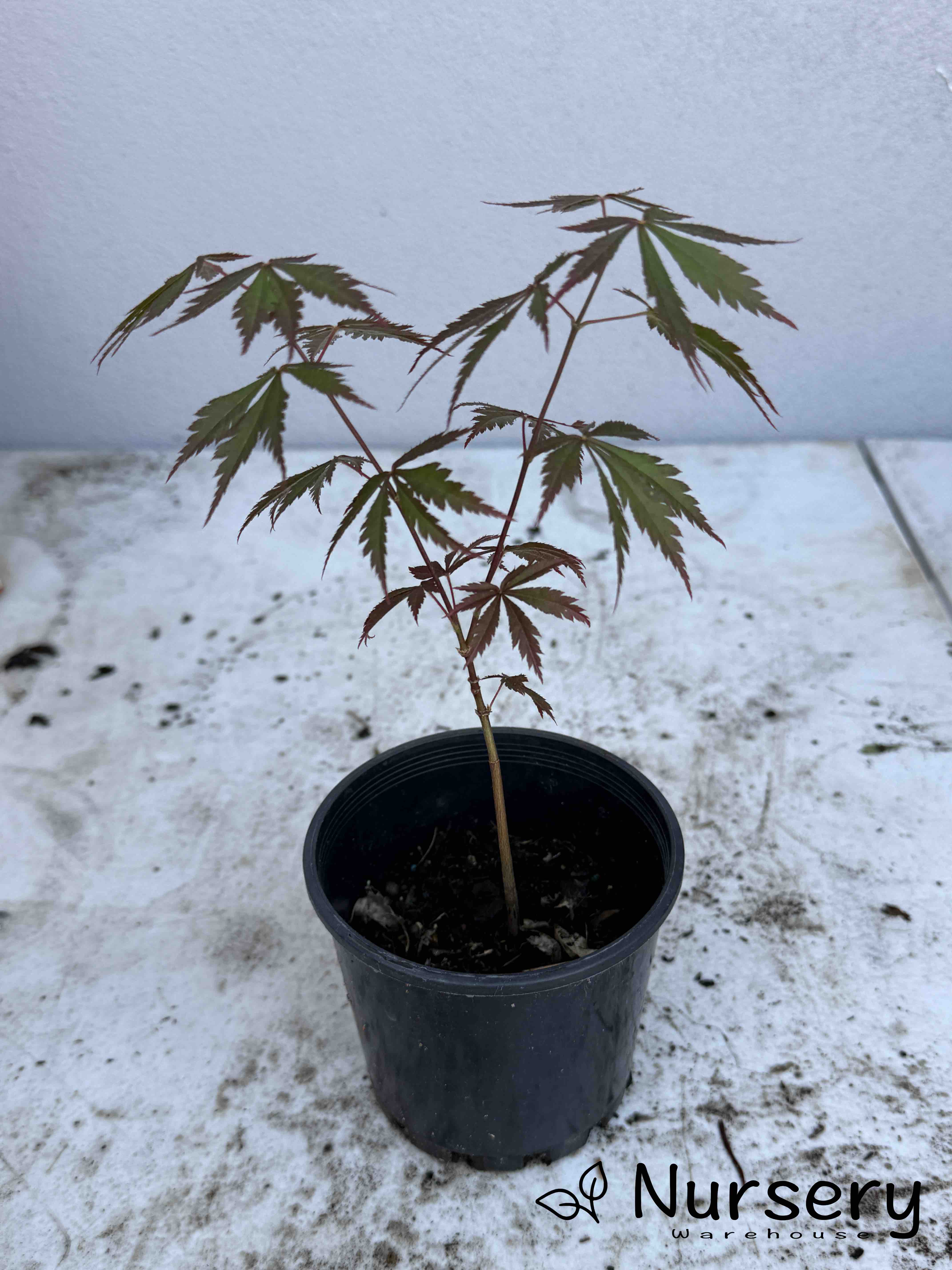 Acer Palmatum 'Oshu Shidare Japanese Maple Seedling'