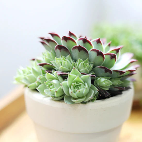 Sempervivum calcareum (Calcareous Houseleek)