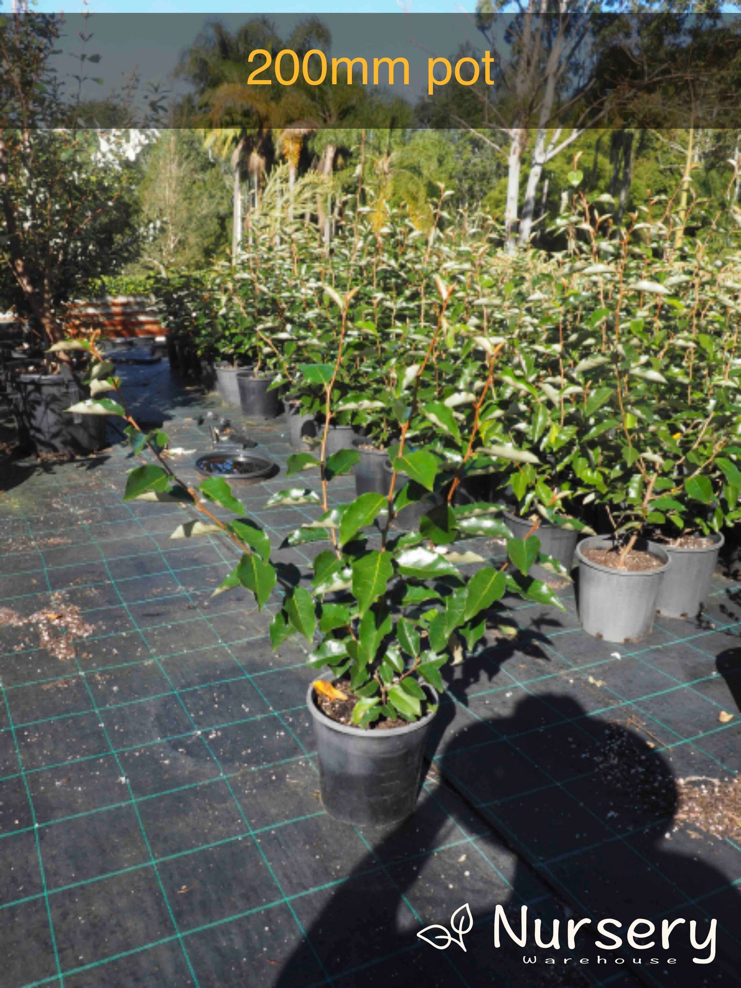 Elaeagnus Macrophylla (Large-Leaved Oleaster)