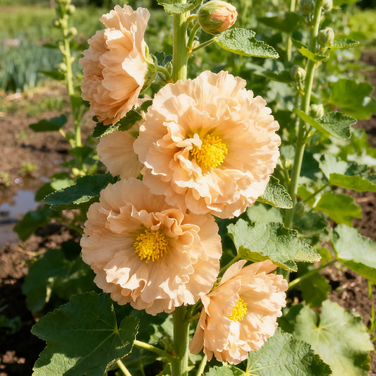 Alcea Rosea ‘Apricot’ (Apricot Hollyhock)