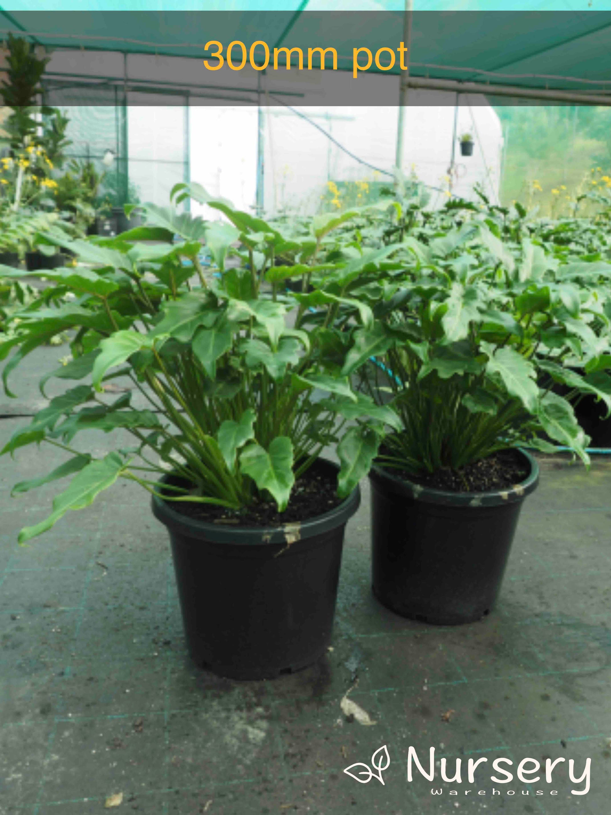 philodendron xanadu root system Philodendron Xanadu (Xanadu Philodendron) – Compact Tropical Foliage Plant