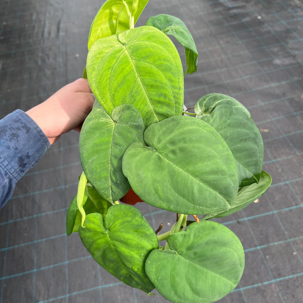 Syngonium macrophyllum Frosted Heart 