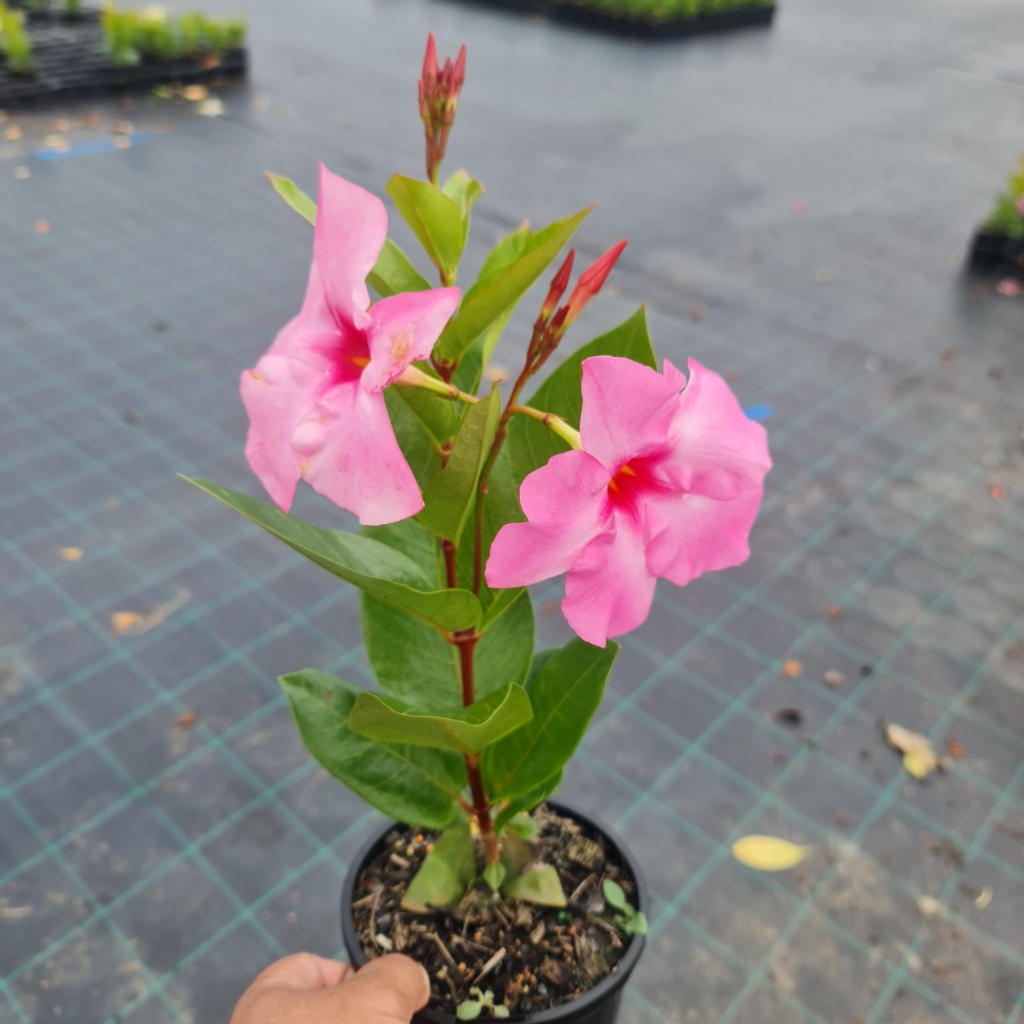 Dipladenia ‘Diamantina Tourmaline Pink’ (Bush Mandevilla)
