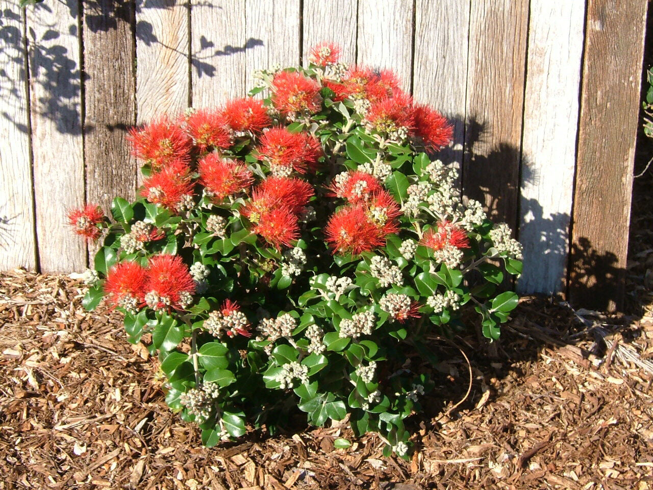 Metrosideros 'Firebirds Crimson Glory' (Firebirds Crimson Glory New Zealand Christmas Bush)