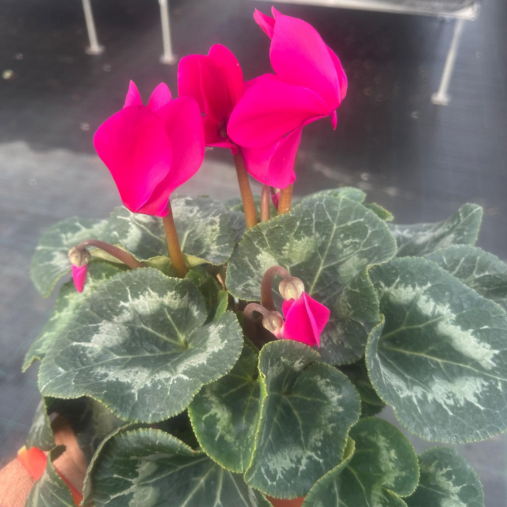 Cyclamen Persicum Super Serie® Leopardo Dark Violet (Florist Cyclamen)