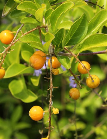 Duranta erecta Sheena’s Gold (Sheena’s Gold)