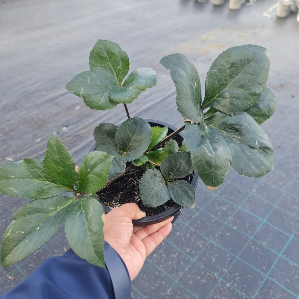 Helleborus × hybridus ‘Ice N’ Roses Mix’ (Lenten Rose)