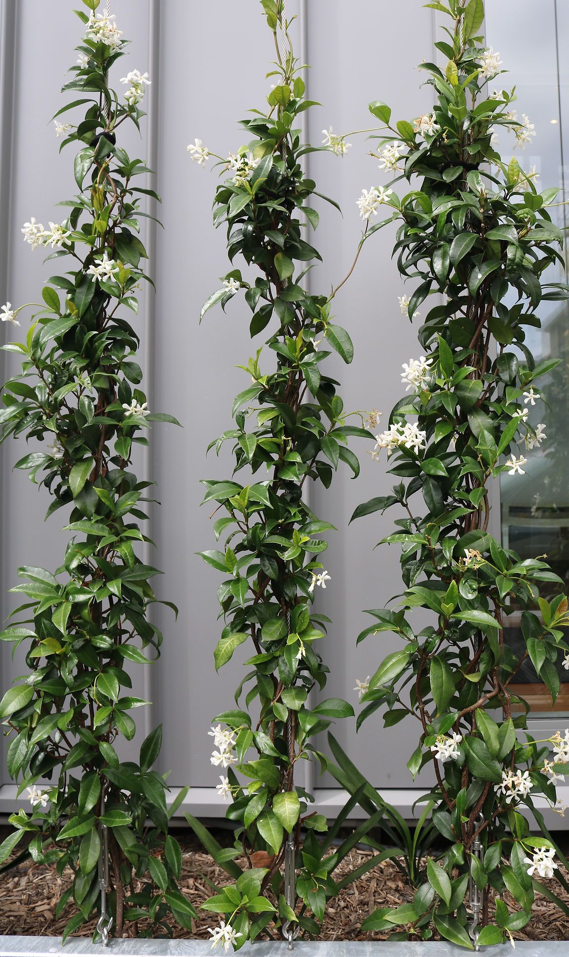 Trachelospermum Jasminoides (Star Jasmine Tripods)