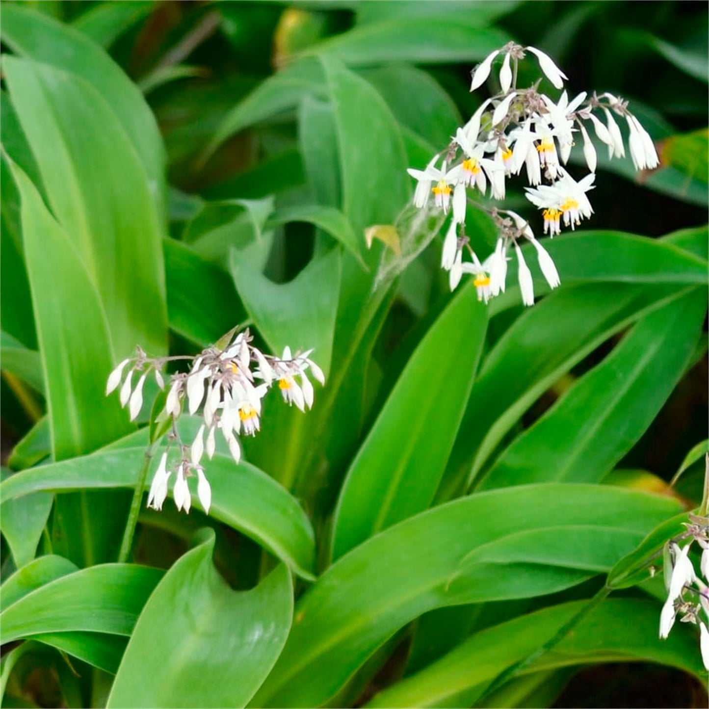 Arthropodium Cirratum (Renga Renga Lily)