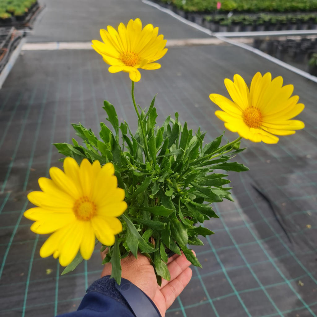 Osteospermum hybrid ‘Voltage Yellow’ (African Daisy)