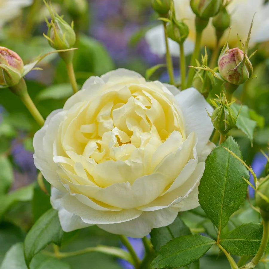 Rosa 'Vanessa Bell' (Vanessa Bell Rose)