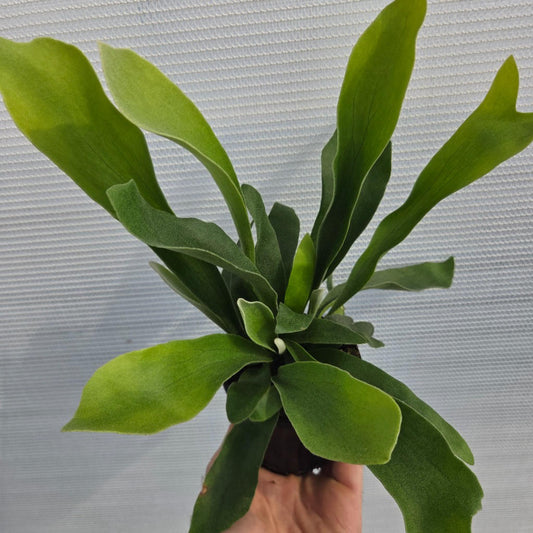 Platycerium bifurcatum ‘Netherlands’ (Elkhorn / Staghorn Fern)