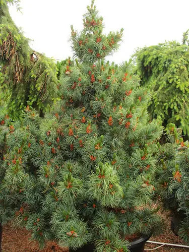 Pinus thunbergii ‘Yatsubusa’ – Dwarf Japanese Black Pine