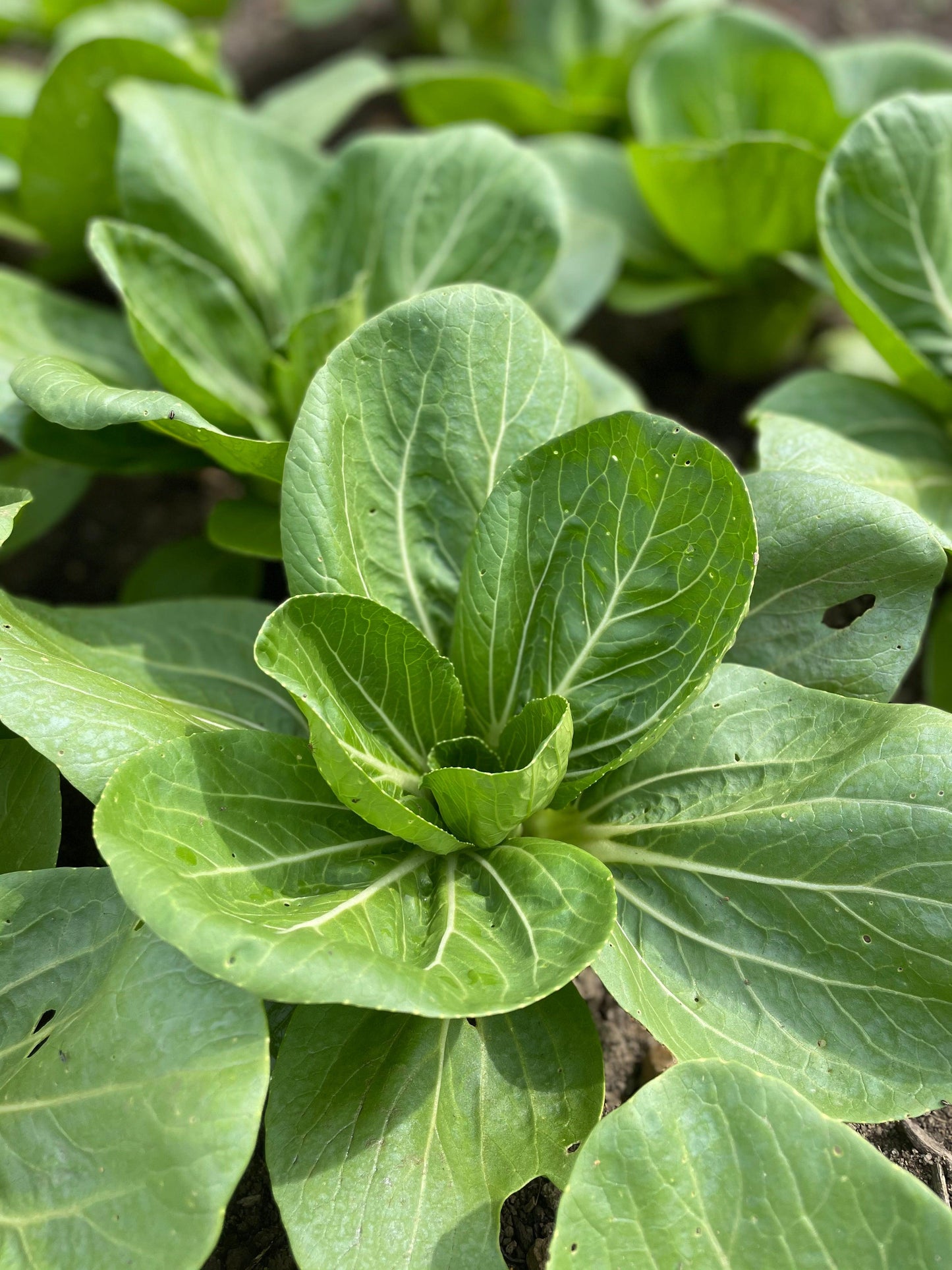 Brassica Rapa Subsp. Chinensis ‘Green Fortune’ (Green Fortune Bok Choi)