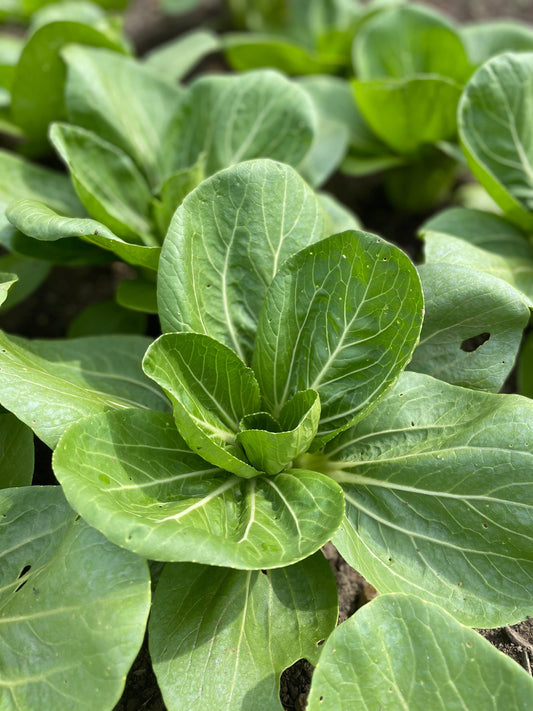 Brassica Rapa Subsp. Chinensis ‘Green Fortune’ (Green Fortune Bok Choi)