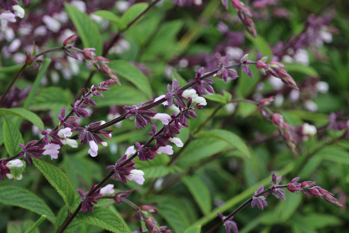 Salvia ‘Waverly’ (Waverly Sage)