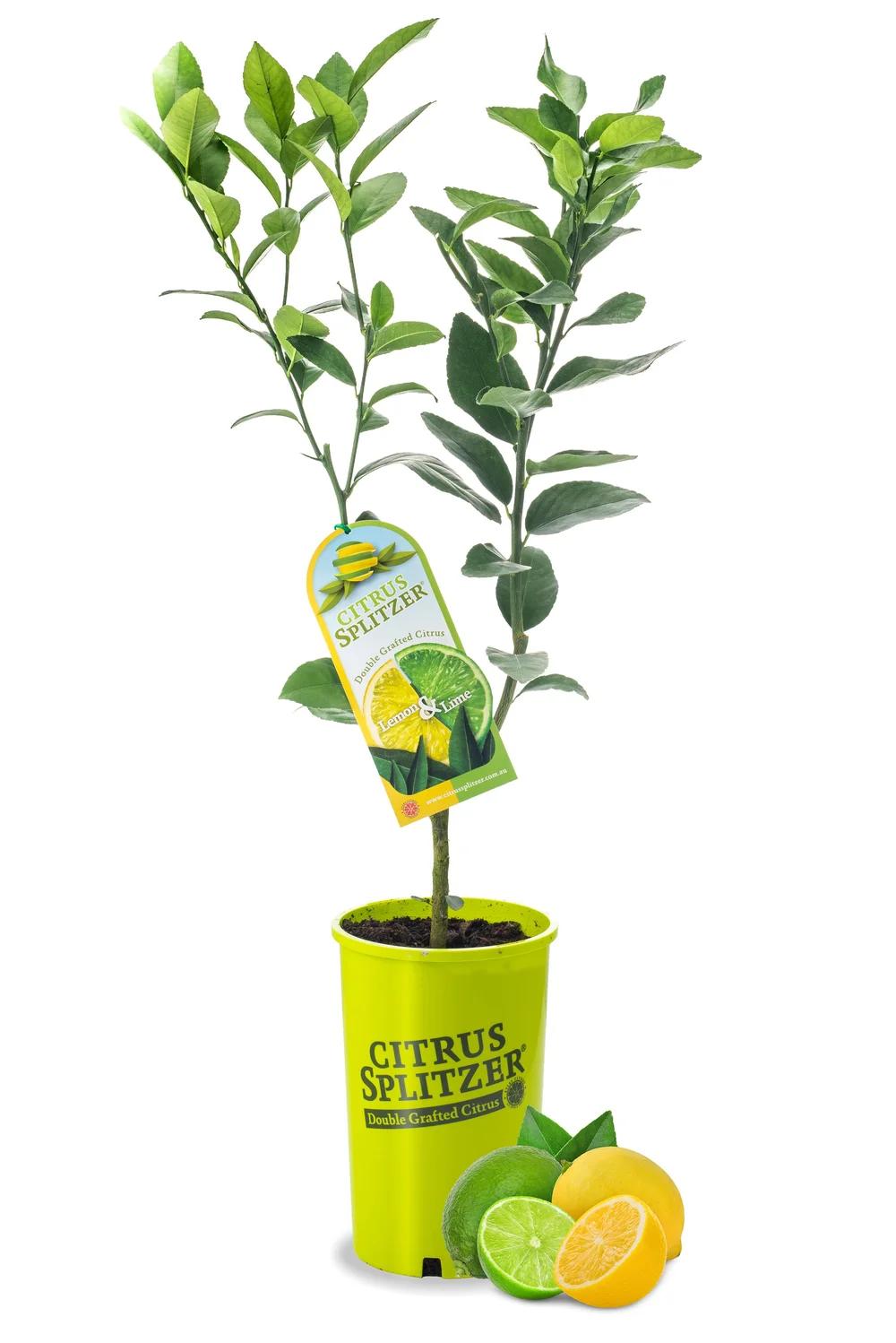 Citrus Spp. Double Graft (Lemon/Lime Double Graft)