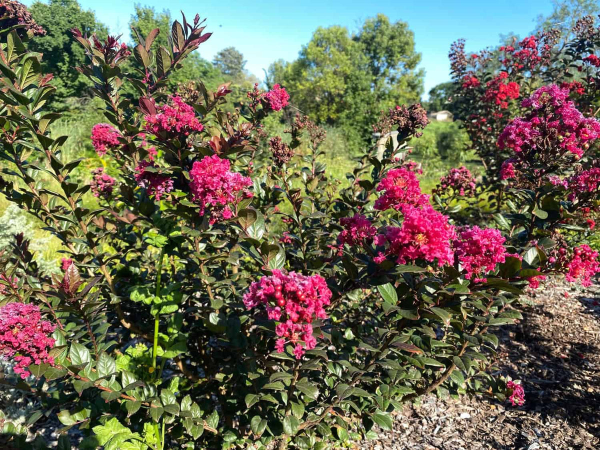 Lagerstroemia Indica ‘CM02’ (Canopy™ Crepe Myrtle)