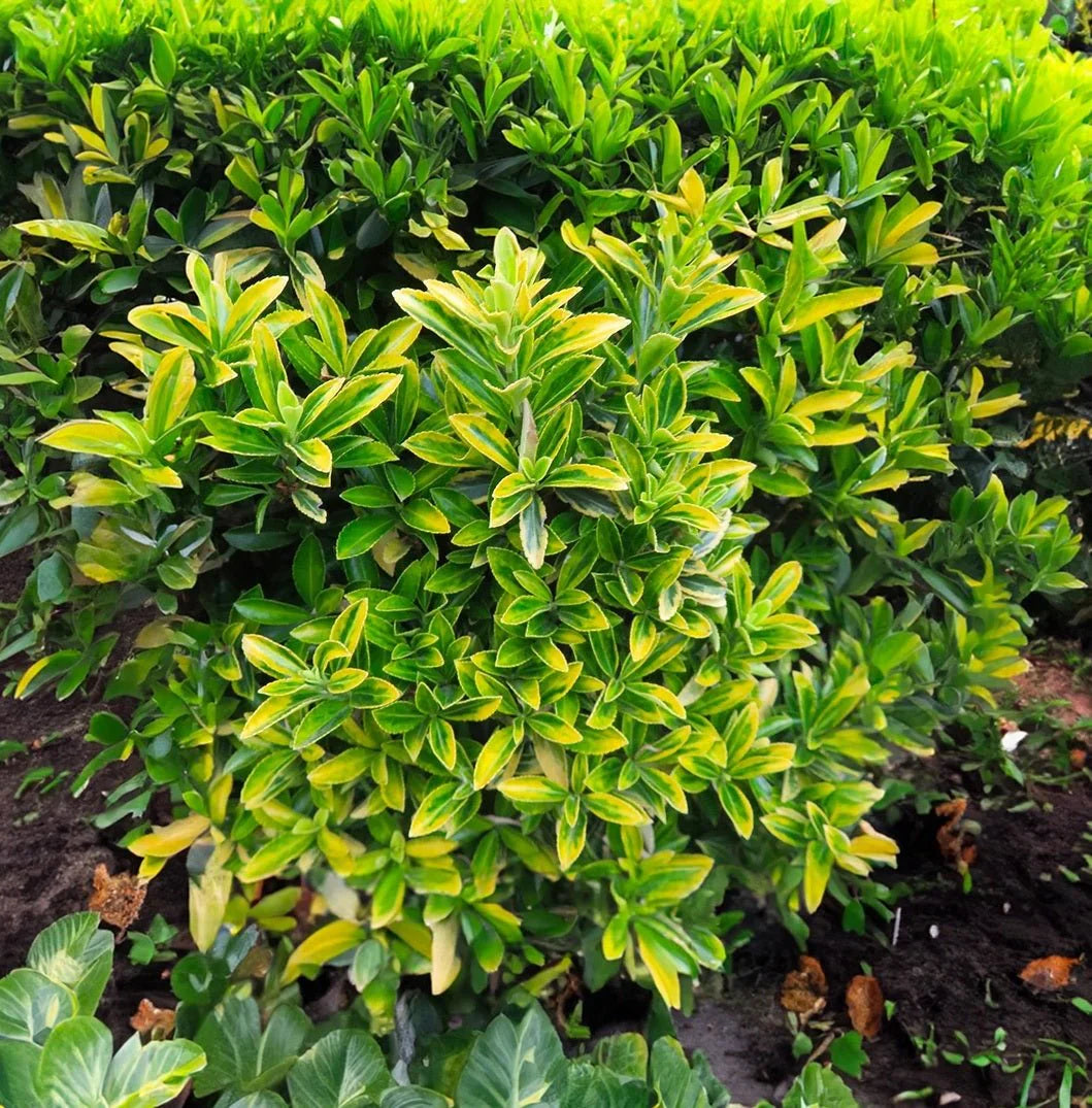Euonymus Japonicus ‘Microphyllus Gold Thumb’ (Gold Thumb Japanese Euonymus)