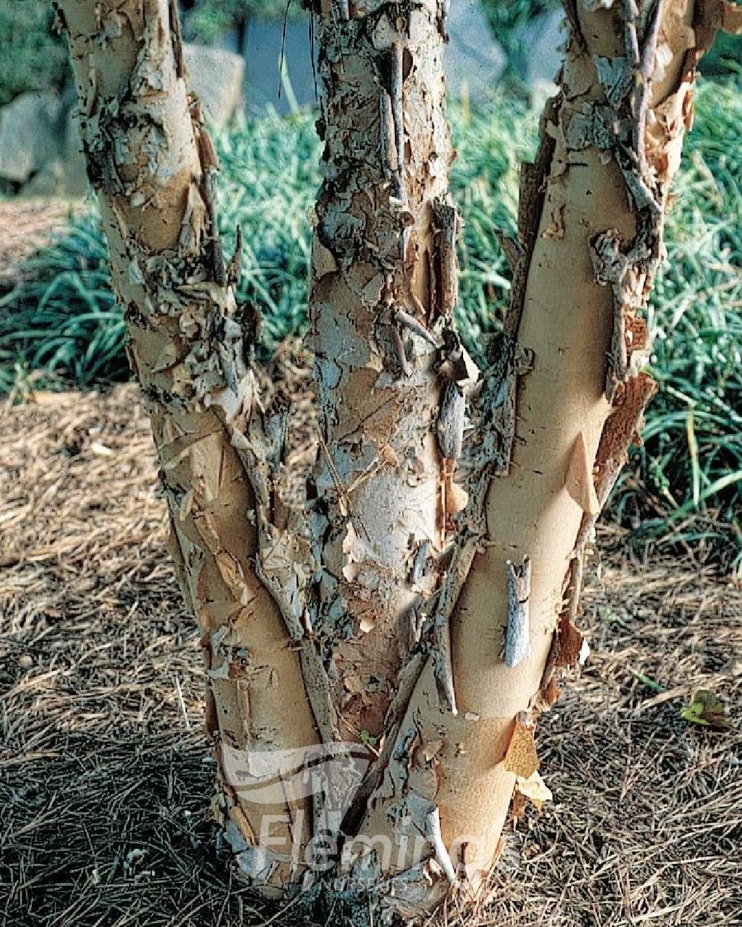 Betula nigra ‘Dura Heat’