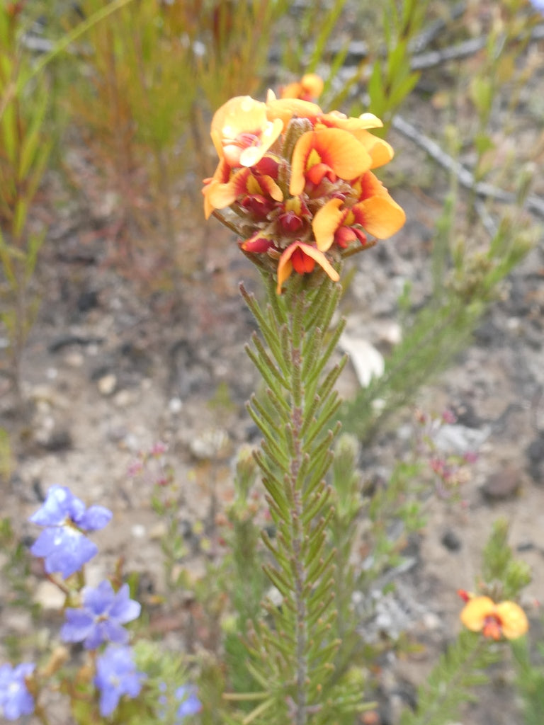Pultenaea elliptica (Wreath Bush-Pea)