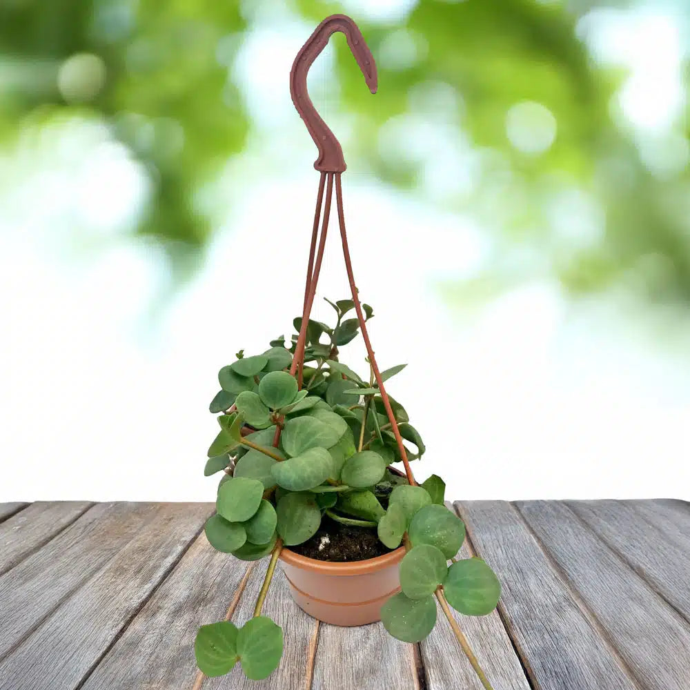 Peperomia ‘Hope’ (Hope Peperomia Hanging Basket)