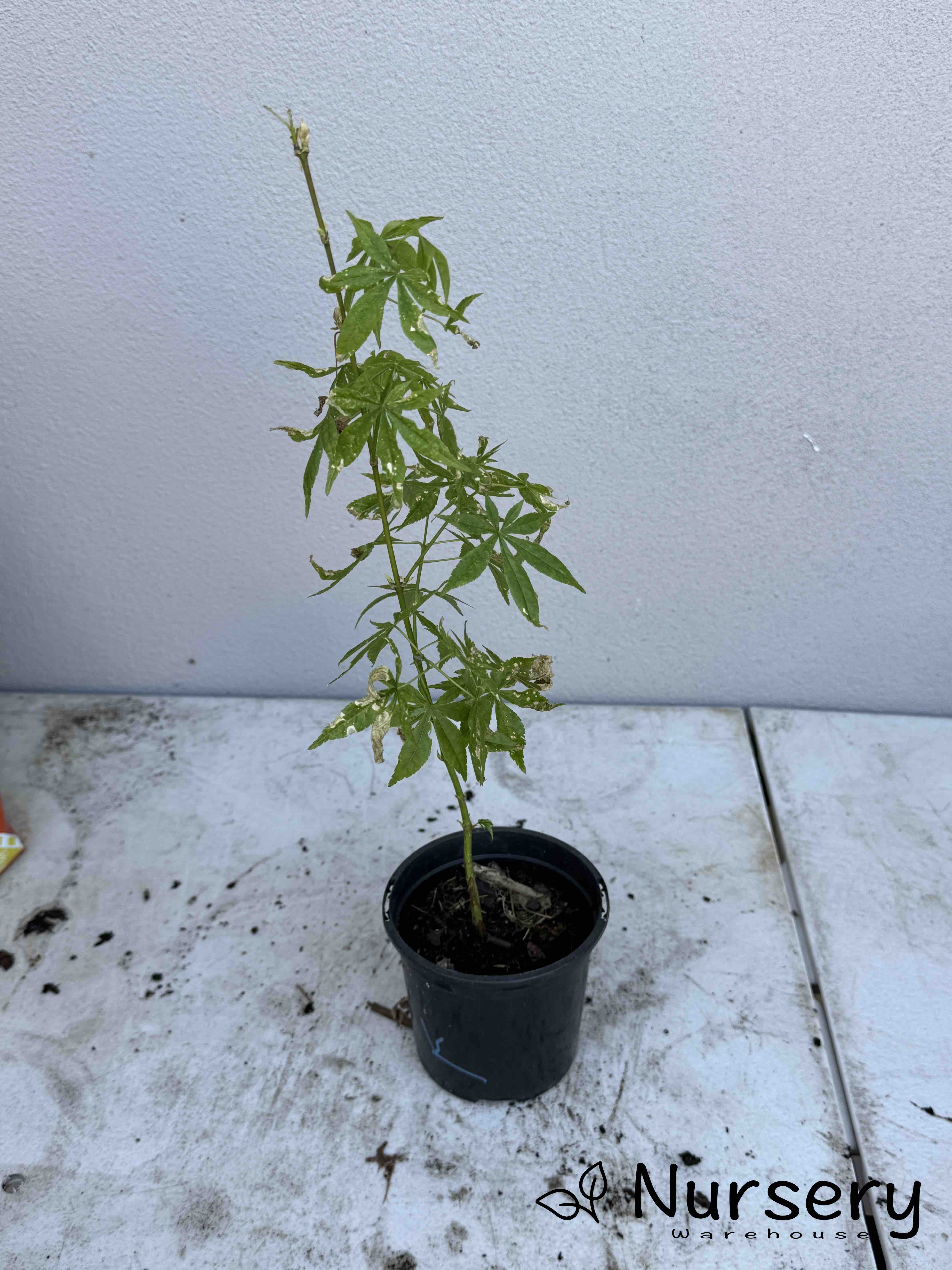 Acer Palmatum 'Unknown Japanese Maple Seedling'