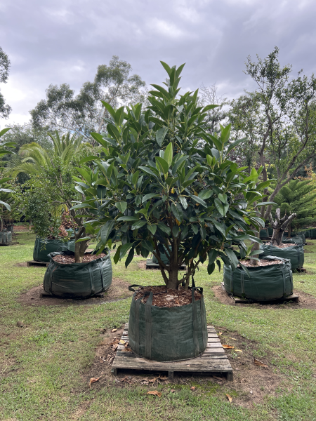 Ficus Macrophylla (Moreton Bay Fig)