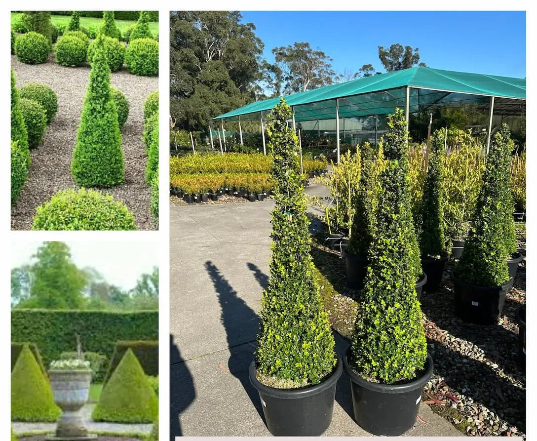 Buxus Microphylla Var. Japonica (Japanese Box Topiary Pyramid)