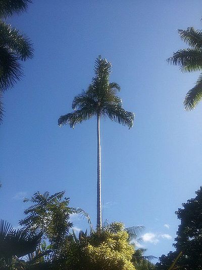 Dypsis pembana (syn. Chrysalidocarpus pembana) – Pemba Palm