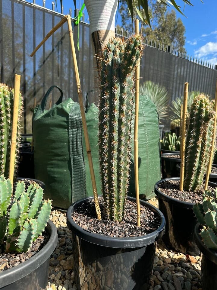 Pilosocereus Gounellei (Xique-Xique Cactus)