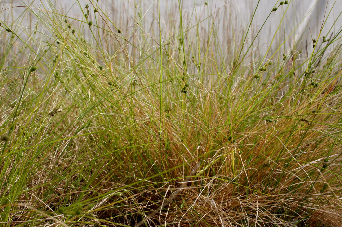 Carex Inversa (Knob Sedge)
