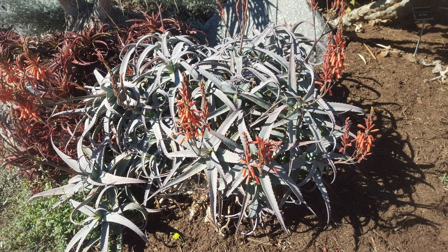 spider aloe vera plant Blue Spider Aloe – Compact Coral-Red Blooms