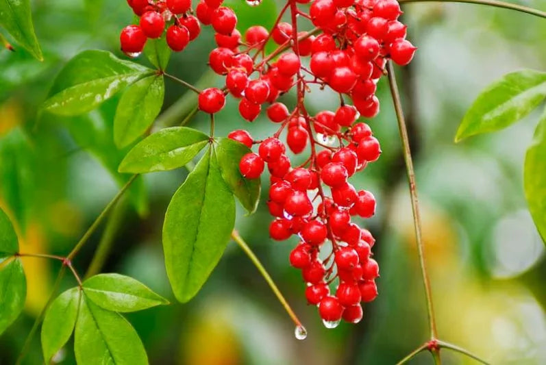 Nandina domestica ‘Nana’ (Dwarf Heavenly Bamboo)